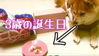 嬉しそうにケーキを食べる愛犬が可愛い