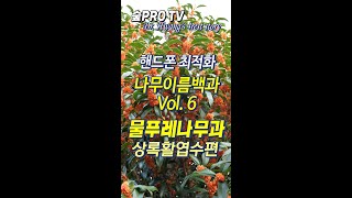 나무이름백과 Vol.  6.  물푸레나무과 상록활엽수편