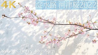 京都 淀水路の河津桜2022　満開までもう少し