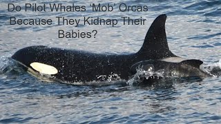 Do Pilot Whales 'Mob' Orcas Because They Kidnap Their Babies?