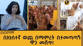 ኢንቨስተርስ ኮርነር | የፐርፐዝብላክ ኢትዮጵያ ዶሮ እሴት ሰንሰለት ፕሮግራም።