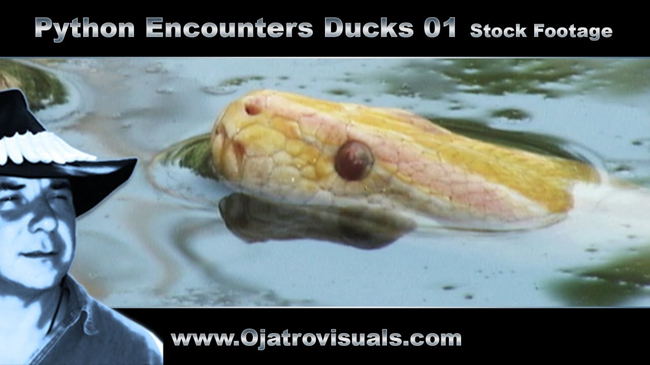Python Stalks Ducks 01 Stock Footage Youtube