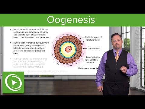 What is secondary follicle?