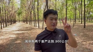 今年“只有这3个”小麦品种，亩产超过了800公斤，你种了吗 #三农