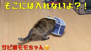 そこには、入れないよサビ猫モモちゃん！自宅で暮らすサビ猫の可愛い仕草😿