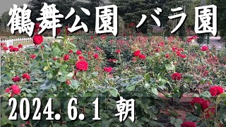 【開花情報】鶴舞公園、朝のバラ園、2024.6.1朝。見頃は過ぎ、大半が散っています。しかし、まだきれいに咲く場所もあります♪お気に入りを探そう♪　#開花情報 #バラ園 #鶴舞公園