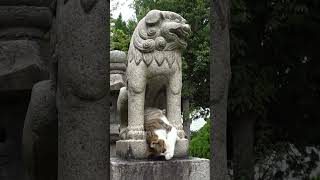 神社の狛犬と仲良しになった子猫！(リキちゃん)🤩😻　A kitten that gets along well with a  dog!🤩😻　#Shorts