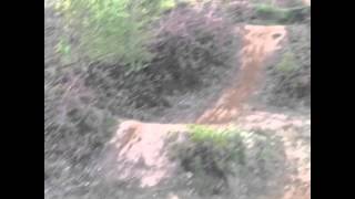 Clyne woods/jumps