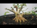 REVIEW BONSAI PASCA PRUNING