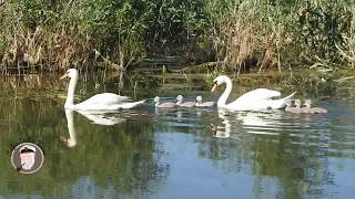 Swans with cygnets cruising Danube Delta - Ciprian Safca Lebede cu pui in excursia din Delta Dunarii