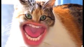 Смешные Kошки и Милые Котята 2019 ♥ Cat Marabacha #35