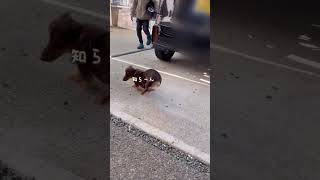 ご主人様が帰って来ても無視する犬　#shorts