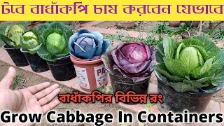 টবে বাঁধাকপি (পাতাকপি) চাষ পদ্ধতি, How to Grow Cabbage in Pots Grow Cabbage From Seeds mati \u0026 krishi