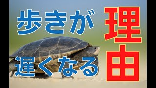 歩行速度が落ちる要因【東大阪 痛み 歩行】