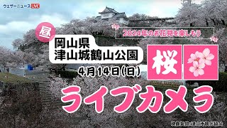 🌸桜ライブカメラ🌸岡山県 津山城鶴山公園　2024年4月14日(日)