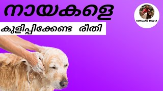 how to safely bath a dog /ഡോഗിനെ കുളിപ്പിക്കുന്ന രീതി #dogbathing #ഡോഗിനെകുളിപ്പിക്കൽ  #kunjansmedia