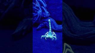 தேள்களைப் பற்றி சுவாரஸ்யமான விசியங்கள் | Interesting facts about scorpions | Animale Tamil