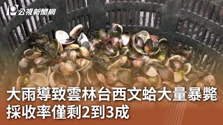 大雨導致雲林台西文蛤大量暴斃 採收率僅剩2到3成｜20240520 公視中晝新聞