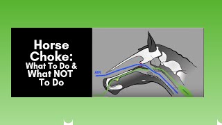 Horse Choke: What To Do and What Not To Do (2019)