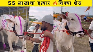 55 लाखाचा हत्यार 🔥चिक्या शेठ #bailgadasharyat