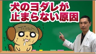 犬のよだれがポタポタ止まらない原因と対処法【獣医師解説】