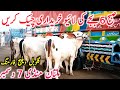 Today Multan Cattle Markeet Latest Fresh Video | Live | Cholistani Bachre || Global Village Farming