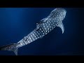 The truth about diving with whale sharks