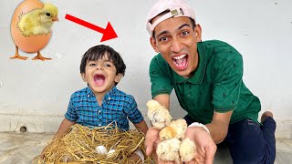 Finally Eggs Mein Sy Chuzay Nikal Liye 😍| Ak Ultra Ne Incubator Kese Banaya 😱|Pumpii Chicks Legaya 😨