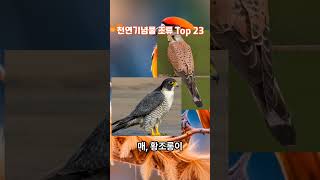 대한민국 천연기념물 조류 Top 23 ☆