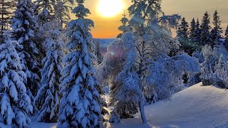 Snowshoe hike through Bymarka, Trondheim, Norway