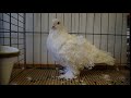 巻き毛みたいな羽の鑑賞鳩　lockentaube　fancy pigeon　2015 1220