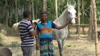 বিকু ভাইয়ের লাখ টাকার রেসিং ঘোড়া বিক্রি হবে ?