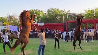 Mehsana horse riding show kathiwadi stallion Power🔥#kathiyawadi #mehsana#stallion #horsepower #horse