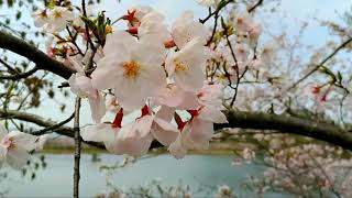 花園池の湖面に映える桜 宇土市 立岡自然公園 The cherry tree by Hanazono pond Uto-shi Tachioka natural park