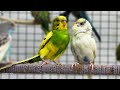 Meet the Chattiest Budgie! Fun & Relaxing Sounds