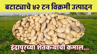 Potato Farming | पहिल्याच प्रयत्नात बटाट्याचे ४२ टन विक्रमी उत्पादन..! इंदापूरच्या शेतकऱ्याची कमाल