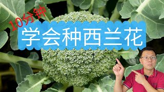 10分钟学会种西兰花：完整的种植过程录制，从室内育苗， 间苗，换盆，到移栽，看看我是怎么做的