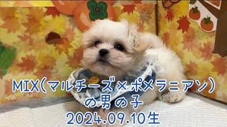 ペットプラザ広島祇園店　（マルチーズ×ペキニーズ）　2407947