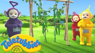 Teletubbies auf Deutsch | Grüns | Cartoons für Kinder | WildBrain für Kleinkinder