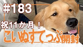 【183】こいぬすてっぷ開封～11か月～【ゴールデンレトリバーアポロVlog】