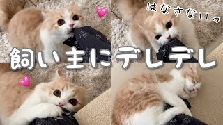 24時間甘えてくる子猫！去勢後の行動が可愛すぎる…【元気になりました！】