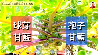 現在播種剛好｜孢子甘藍 / 球芽甘藍（下集）Brussels Sprouts