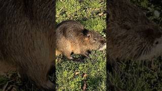 Invasive species 1) Nutria