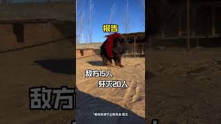 为什么这些狗狗当不了警犬？警犬 狗狗知识 养狗知识