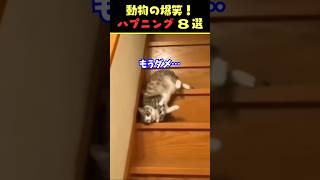 tiktokで5.2億回バズった動物ハプニング動画8選！8Animal Happenings Videos That Got 520 Million Buzz on tiktok!#犬#shorts