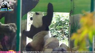 20170506 圓仔出門Yes or No的猶豫 The Giant Panda Yuan Zai