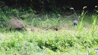 Family of Pheasant / キジの親子