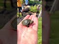 First POND Transformation of Year w/ BABY TURTLE, PT 3! | #shorts