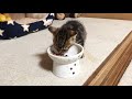 膝上でニッコリ寝顔の子猫