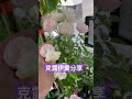 克露伊愛分享： 露絲塔 （粉色）玫瑰 月季 樹玫瑰 0530